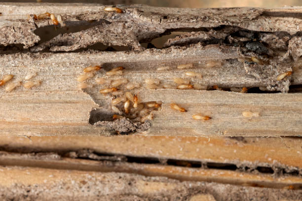 Wasp Removal Services in East End, AR